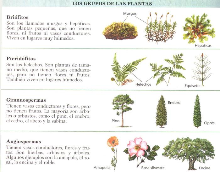 imagenes-plantas